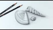 How to draw realistic shells still life