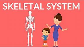 Skeletal System | Human Skeleton