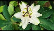 Passiflora Snow Queen: how I grow this exotic looking hardy white passionflower in UK
