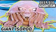 Giant Isopod Facts: DEEP SEA GIGANTISM | Animal Fact Files
