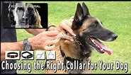 Choosing the Right Collar for Your Dog - Robert Cabral Dog Training