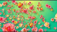 Yellow & Pink Roses - Free Motion Background