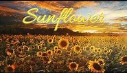 Sunflower Photography_Sunflower Images_Pictures_Wallpaper┃Sunflower Gallery 2018 (100 photos)