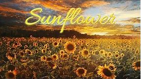 Sunflower Photography_Sunflower Images_Pictures_Wallpaper┃Sunflower Gallery 2018 (100 photos)