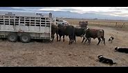 Loading Bucking Bulls in the Big Bend Trailer with Satus Jet, Brodey, Bear and Brick
