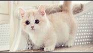 CUTE AND FUNNY MUNCHKIN CATS COMPILATION
