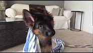 German Shepherd Puppy Tilts Head