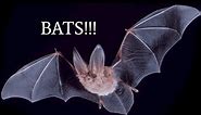 The Evolution of Bats Documentary