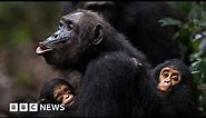 Humans and wild apes share common sign language, study finds - BBC News