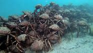 Giant Spider Crabs Make Giant Wall