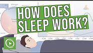 How does sleep work? - Introduction, Physiology, EEG, Circadian Rhythm & Stages of Sleep