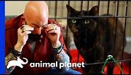 Jackson Gets Emotional At Cat's Mind-Blowing Transformation | My Cat From Hell