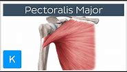 Pectoralis Major Muscle - Function& Origins - Human Anatomy | Kenhub