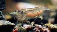 Amano Shrimp: Breeding, Care, and Lifespan