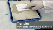 Transfer proteins to the membrane for Western blot analysis