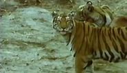 Predadores Selvagens - Tigre