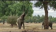 Elephant standing on hind legs
