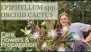 How to Grow Epiphyllum Orchid Cactus, Tips & Tutorial to Increase Flowering