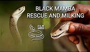 Deadly venomous Black mamba rescue and venom extraction