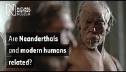 Are Neanderthals and modern humans related? | Natural History Museum