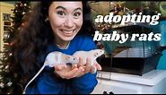 GETTING BABY RATS! rat cage setup, PetSmart haul & bringing home baby rats (vlog)