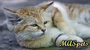 Sand Cats As Pets