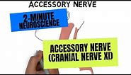 2-Minute Neuroscience: Accessory Nerve (Cranial Nerve XI)