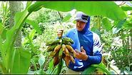 Harvesting Bananas! Everything You Need To Know To Grow Your Own Fruit!