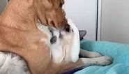 Dog Smothers Cat With Kisses - 1360804