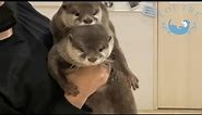 Otters Can't Stop Hugging Each Other!