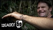 Handling The World's Biggest Ant! | Deadly 60 | BBC Earth Kids