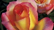 Royal Welcome® Hybrid Tea Rose