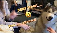 ARTICULATE DOG ACTUALLY SAYS WOOF IN ENGLISH | TALKING MALAMUTE