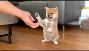 2-Month-Old Shiba Inu Puppy Compilation