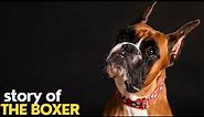STORY OF THE BOXER | Documentary video with all details about BOXERS
