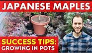 How to Grow Healthy Japanese Maple Trees in Pots | Long Term Success