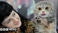 Should Scottish fold cats be banned?