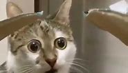 wide eyed cat meme