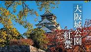 大阪城公園の紅葉 見頃過ぎる？ 2023 Osaka Walk - Autumn leaves at Osaka Castle Park 4K HDR Japan α7CⅡ