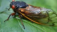 Everything you need to know about cicadas, explained