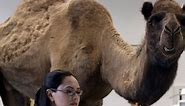 "Hump Day" commercial creators talk about their wildly successful ad