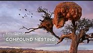 How Weaver Birds Evolved to Build Huge Nests