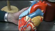 Heart Anatomy Part 1