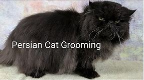 Persian Cat Grooming