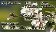 Pollination in apple trees 2021 |Self-Pollination Cross-Pollination | Fruit Setting formula ||