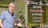 How To Grow Clematis in Pots - 2 Month Update