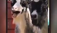 Goats 🐐 Funny Laughing 🤣 Meme / Copyright Free