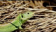 Sand Lizards on Wales: Land of the Wild (2021)