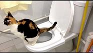 Sierra's 2nd month on the CitiKitty Cat Toilet Training Kit. Success!!!
