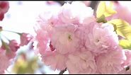 JAPAN FACTFILE: Cherry Blossom Lane